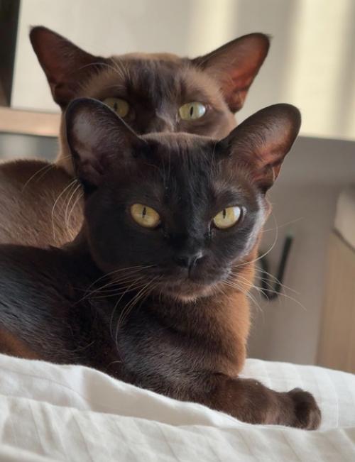 1. купила за 5 к огромную капибару (собрала миллион улыбок девушек и детей, один мужик на всю улицу заорал это что огромная капибара а). 09