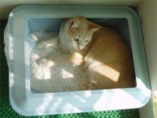 Вредные привычки кошек. 01 Вредные привычки кошек. 01