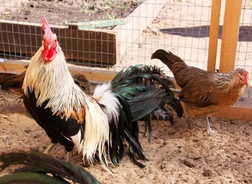 Любовь и … нет, не голуби - куры! 01