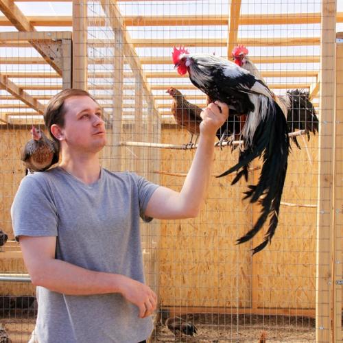 Любовь и … нет, не голуби - куры! 06