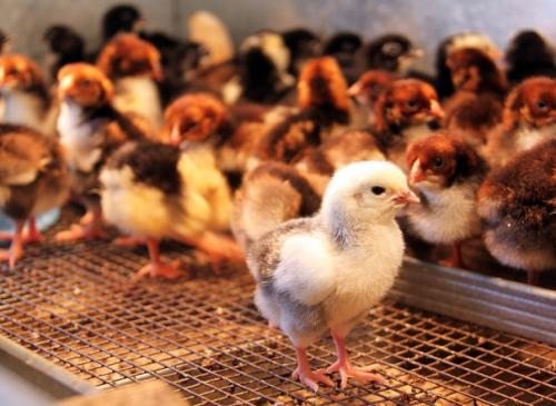 Любовь и … нет, не голуби - куры! 04