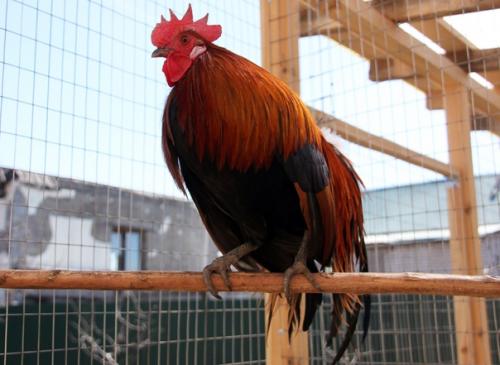 Любовь и … нет, не голуби - куры! 05