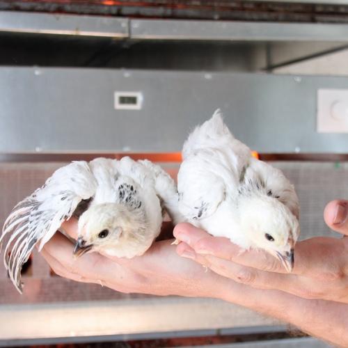 Любовь и … нет, не голуби - куры! 07