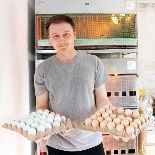 Любовь и … нет, не голуби - куры! 02