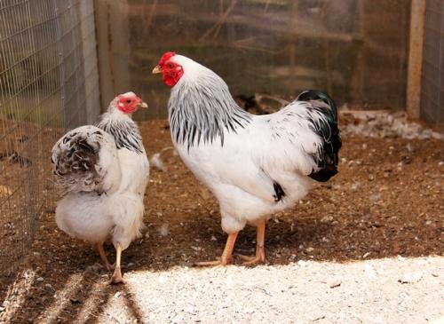 Любовь и … нет, не голуби - куры! 03