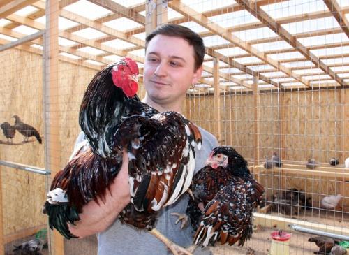 Любовь и … нет, не голуби - куры! 08