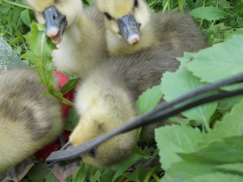 О заработках в деревне. 01 О заработках в деревне. 01