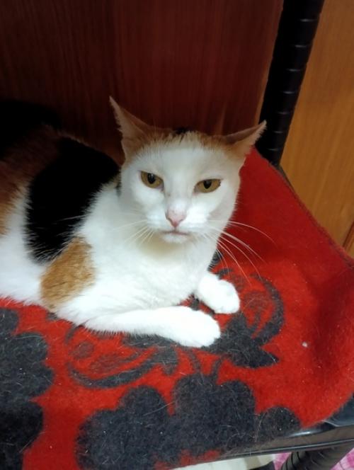 Ох, Машка.  Все слышит и понимает. 01