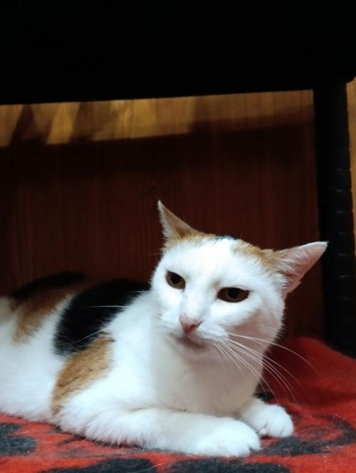 Ох, Машка.  Все слышит и понимает. 02